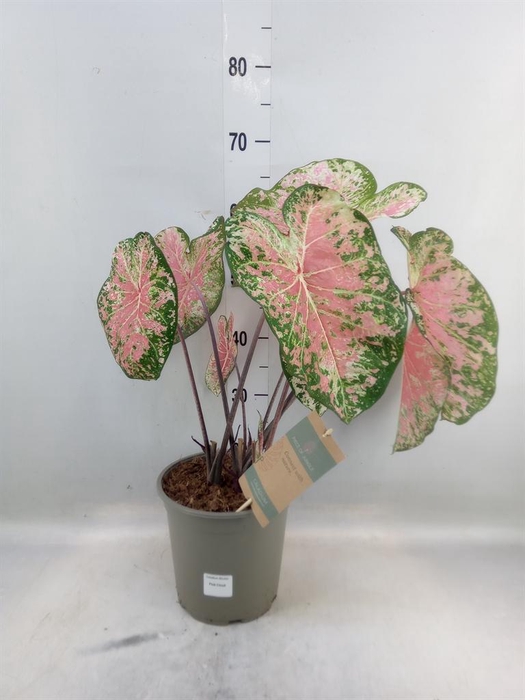 <h4>Caladium   ...</h4>