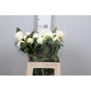 Paeonia Bridal Shower | Heavy Quality