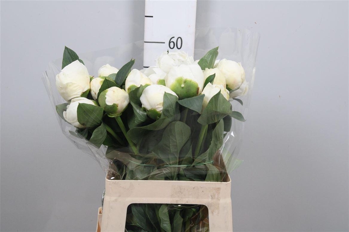 <h4>Paeonia Bridal Shower | Heavy Quality</h4>