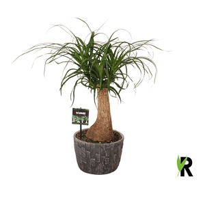 Beaucarnea recurvata