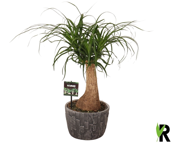 <h4>Beaucarnea recurvata</h4>