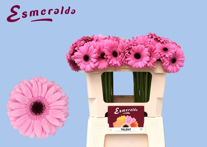 <h4>GE MI TALENT</h4>