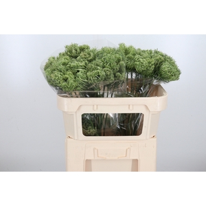 Daucus Carota Zaad