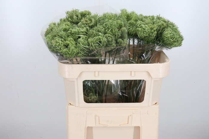 <h4>Daucus Carota Zaad</h4>