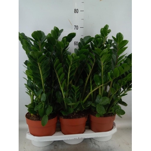 Zamioculcas zamiifolia 'Midori'