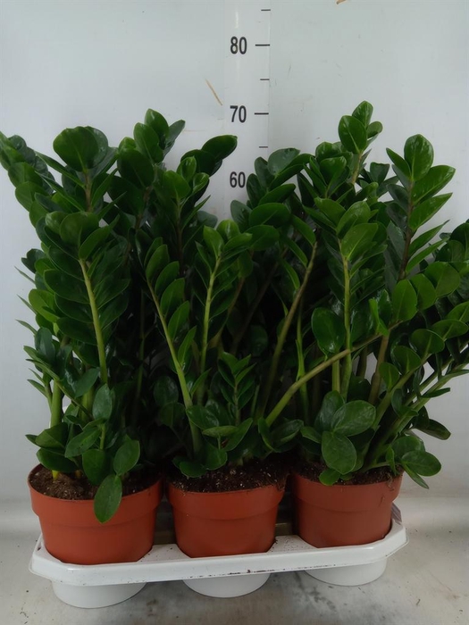 <h4>Zamioculcas zamiifolia 'Midori'</h4>