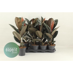 Ficus elastica Abidjan 14Ø 53cm 1pp