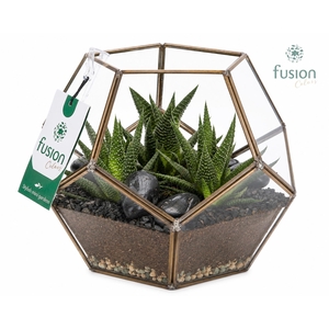Geometrisch planter Medium met Haworthia arrangement