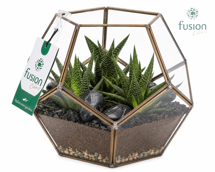 <h4>Geometrisch planter Medium met Haworthia arrangement</h4>