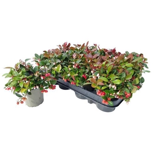 GAULTHERIA PROCUMBENS BUDGET P9