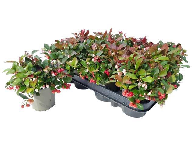 <h4>GAULTHERIA PROCUMBENS BUDGET P9</h4>