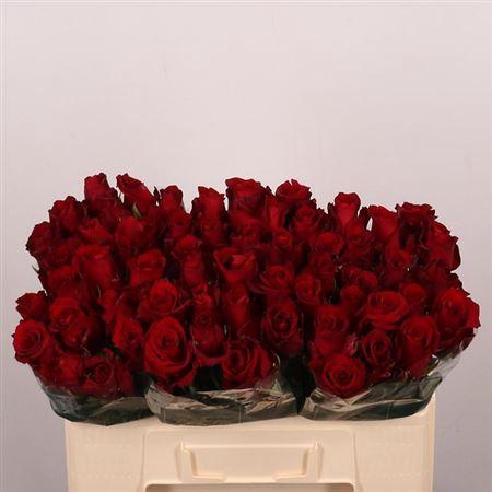 <h4>R Gr Explorer</h4>