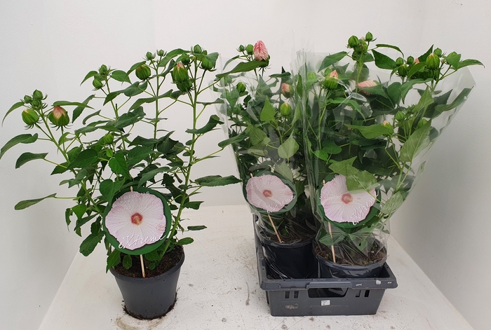 <h4>HIBISCUS M EXT SPARK</h4>