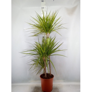 Dracaena marg. 'Golden Dragon'