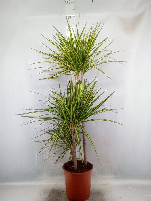 <h4>Dracaena marg. 'Golden Dragon'</h4>