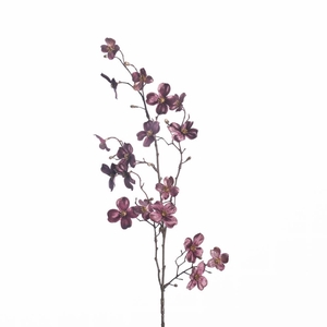 AF Cornus Kausa spr L86cm L.pu