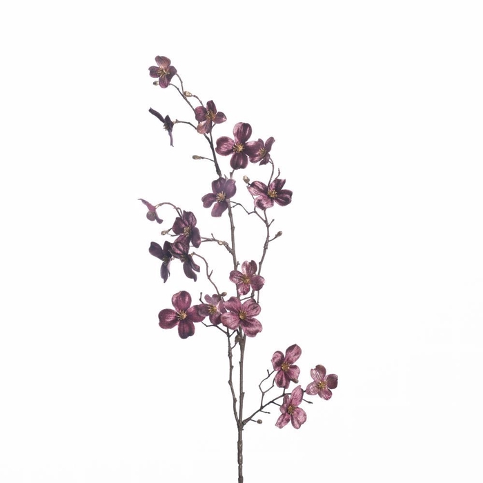 <h4>AF Cornus Kausa spr L86cm L.pu</h4>