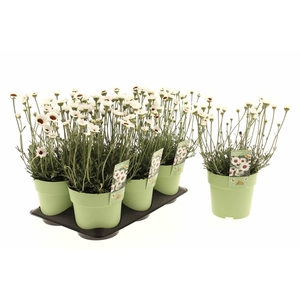Rhodanthemum Casablanca
