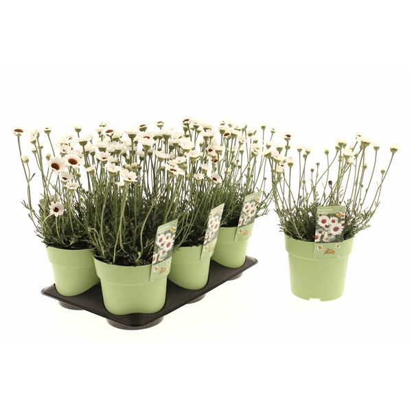 Rhodanthemum Casablanca