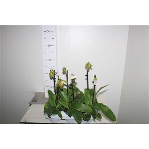 Paphiopedilum, Milano 1-spike Orc