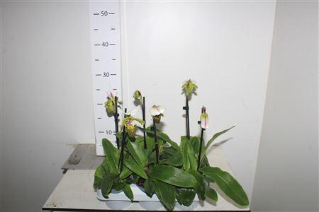 <h4>Paphiopedilum, Milano 1-spike Orc</h4>