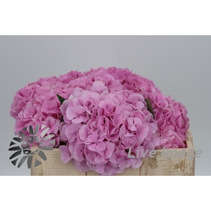 Hydrangea my heaven