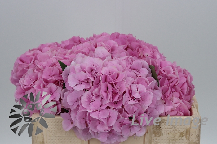 <h4>Hydrangea my heaven</h4>