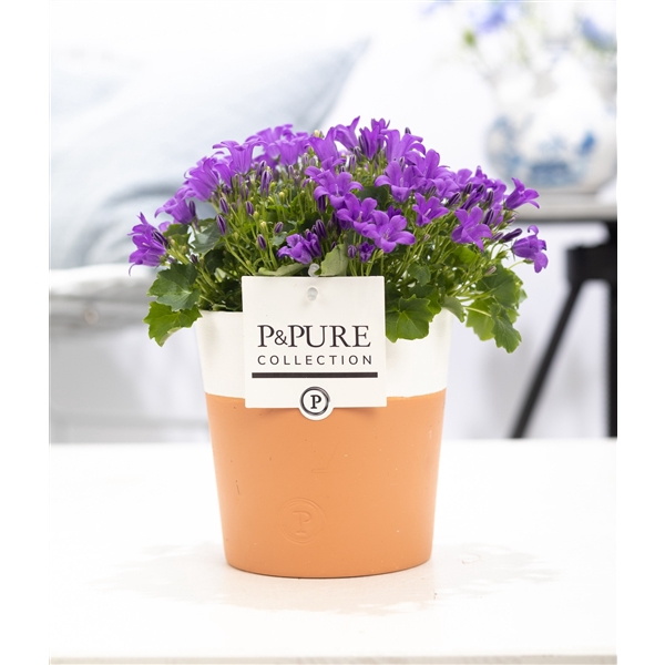 <h4>Campanula Porto LL Pure Terra Cotta</h4>