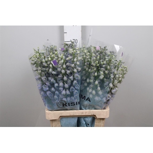 Delph Du Guard Lavender