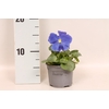 Viola wittrockiana F1 True blue