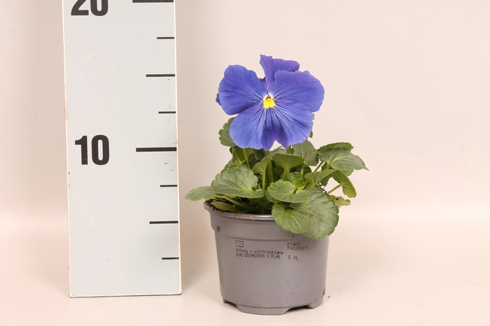 <h4>Viola wittrockiana F1 True blue</h4>