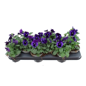 Viola F1 Neon Violet