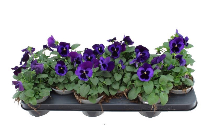 <h4>Viola F1 Neon Violet</h4>