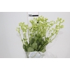 KALANCHOE DOBRADO CLEAR WHITE 060 CM