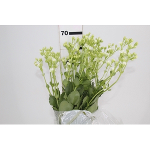 KALANCHOE DOBRADO CLEAR WHITE 060 CM