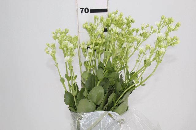 <h4>KALANCHOE DOBRADO CLEAR WHITE 060 CM</h4>