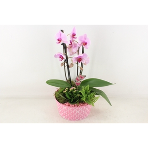 arr2 PL - Zink schaal phal. roze