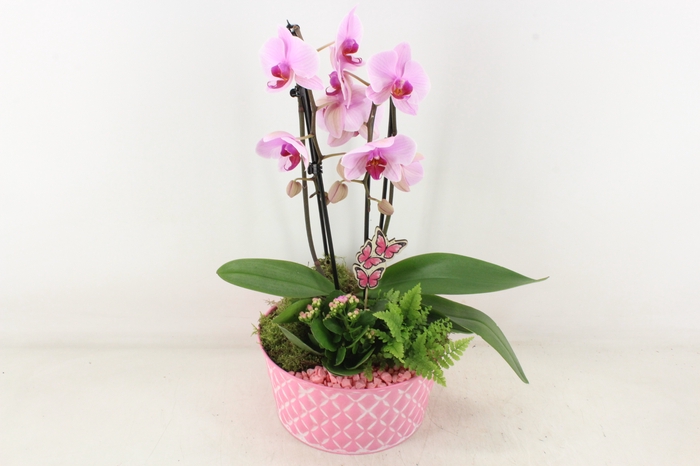 <h4>arr2 PL - Zink schaal phal. roze</h4>