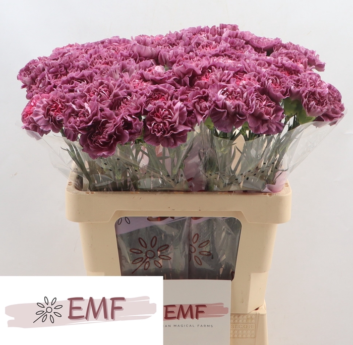 <h4>DI ST MUSTANG</h4>