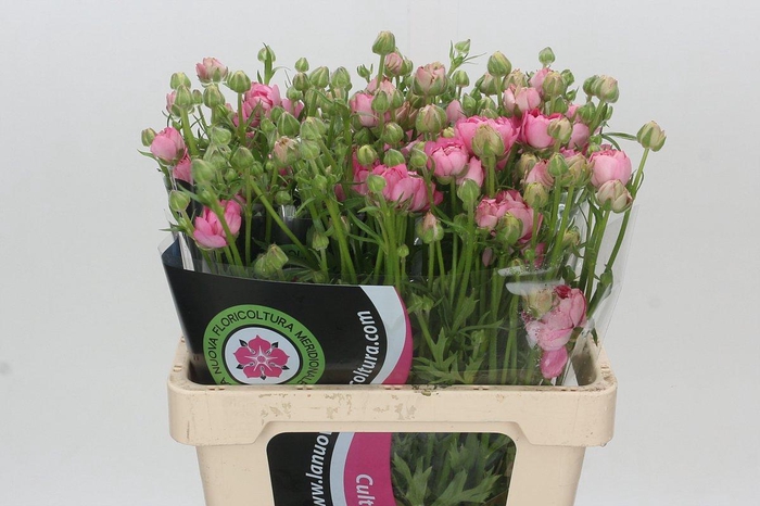 Ranunculus Natura Moderna Dolce