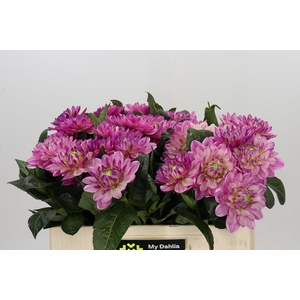 Dahlia Annamarie