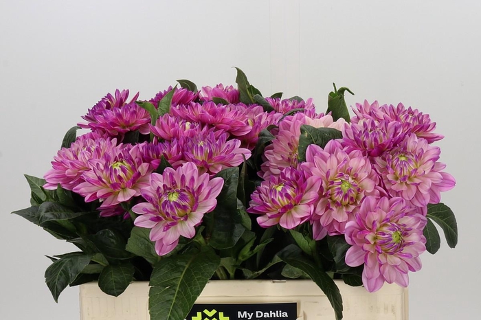 <h4>Dahlia Annamarie</h4>