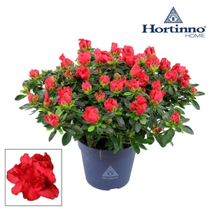 Hortinno® Home 'Yankadi Scarlata' 25 - 27 cm