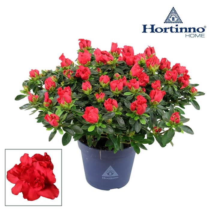 <h4>Hortinno® Home 'Yankadi Scarlata' 25 - 27 cm</h4>