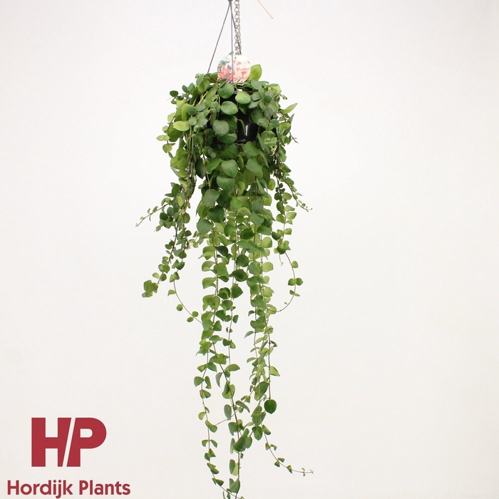 <h4>Aeschynanthus Pink Polka XXL</h4>