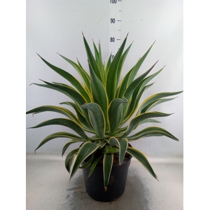 Agave   ...