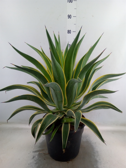 <h4>Agave   ...</h4>