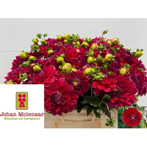 DAHL (DECORATIVE GRP) FRIENDSHIP DA