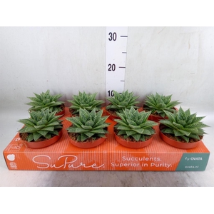xGasteraloe  'Noa'