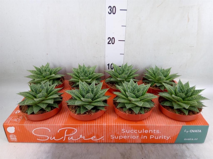 <h4>xGasteraloe  'Noa'</h4>